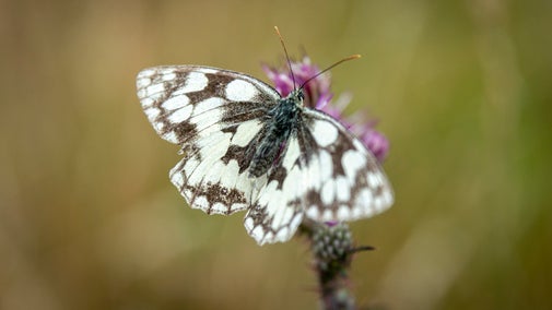 Marbled white butterfly on thistle at Parkhill Camp Wiltshire